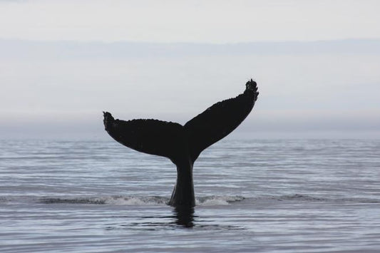 Exploring Akureyri: Express Whale Watching & Eyjafjord Adventure