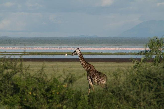 Arusha to Lake Manyara: Full-Day Safari Adventure