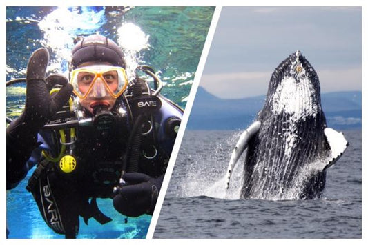 Discover Whales and Diving Tours in Reykjavik