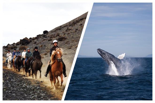 Experience Reykjavik: Whale Watching and Horseback Riding Adventure