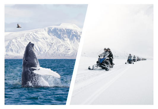 Reykjavik Whale Watching and Year-Round Snow Adventures