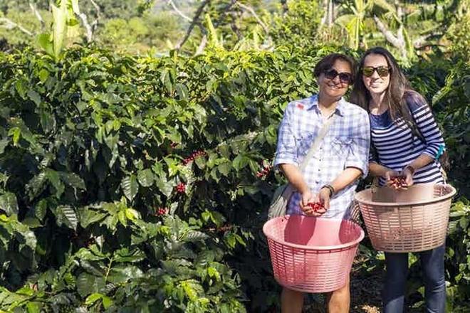 Private Doka Estate Coffee Tour with Grecia and Sarchi Oxcart Factory Visit