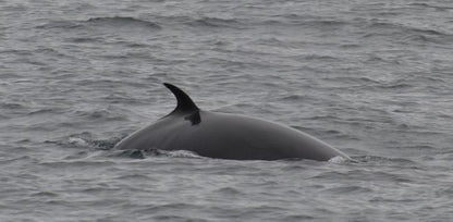 Whale Watching Adventures in Reykjavik and Akureyri