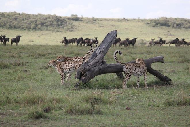 Nairobi and Maasai Mara 4-Day Safari Adventure