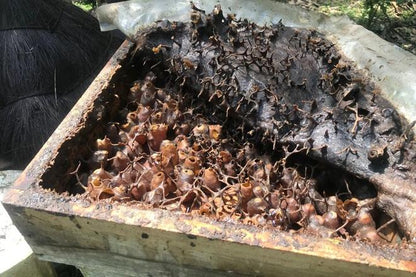 Discover the Secrets of Sustainable Beekeeping: Stingless Bee Honey Farm Tour