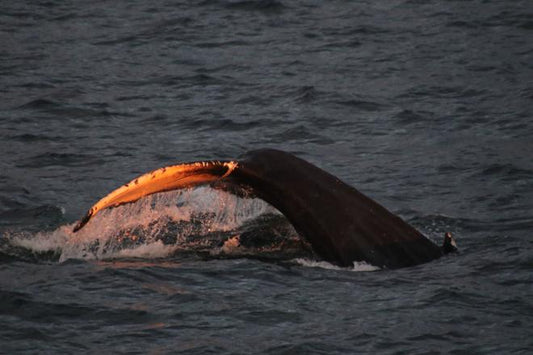 Midnight Sun Whale Watching Express in Akureyri