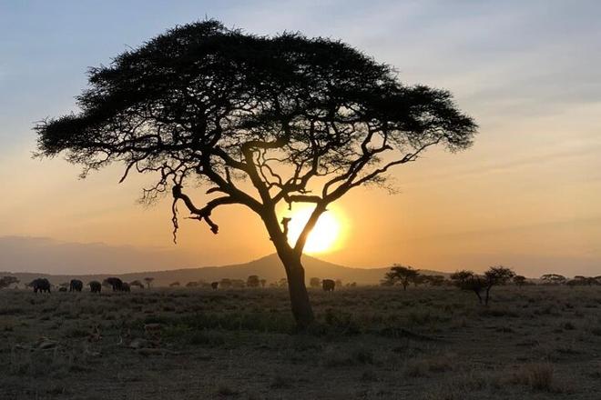 5-Day Group Safari Adventure in Tanzania