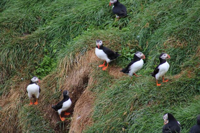 Exclusive Puffin Watching Experience in Reykjavik