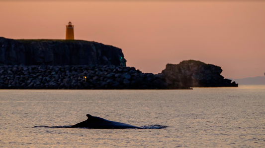 Midnight Sun Whale Watching Experience in Reykjavík - Premium Tour