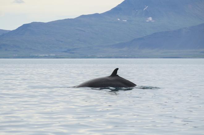 Whale Watching Adventure and FlyOver Iceland Experience
