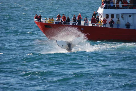 Reykjavik Whale Watching Excursion: Discover the Giants of the Ocean