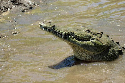 Crocodile Safari & Beach Exploration: A Thrilling Day Tour from San Jose to Jaco