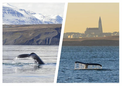Whale Watching Adventures in Reykjavik and Akureyri