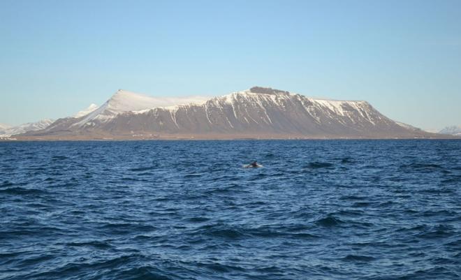 Reykjavik Whale Watching and Northern Lights Adventure