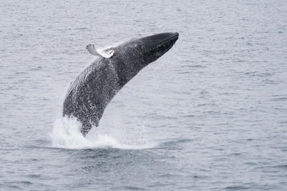Downtown Reykjavik Whale Watching Tours