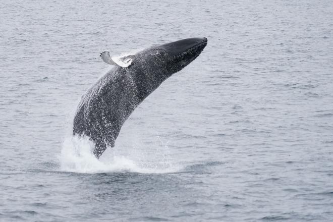 Whale Watching Adventure Cruise Departing from Reykjavik