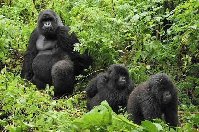One-Day Gorilla Trekking Experience in the Volcanoes National Park from Kigali