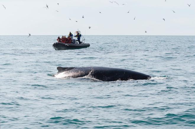Premium Whale Watching Experience in Reykjavik
