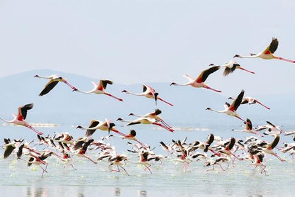Lake Nakuru Day Tour: Exploring Nature's Splendor in 24 Hours
