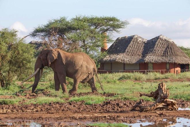 Ultimate 10-Day Kenyan Safari Adventure