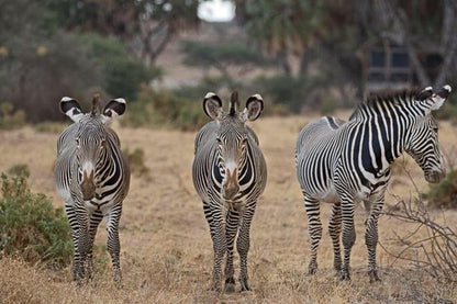 Nairobi and Samburu National Reserve 4-Day Safari Adventure