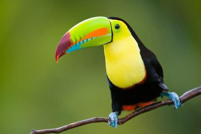 12-Day Costa Rica Natural Wonders Tour