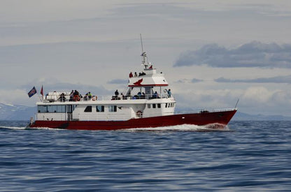 Reykjavik Whale Watching Excursion: Discover the Giants of the Ocean