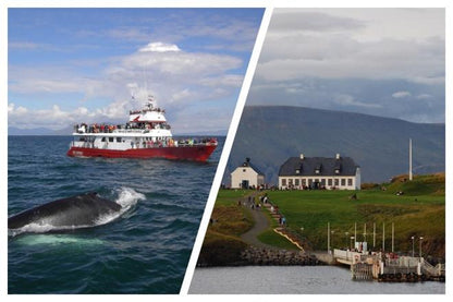 Reykjavik Whale Watching and Vidsey Island Exploration Tour