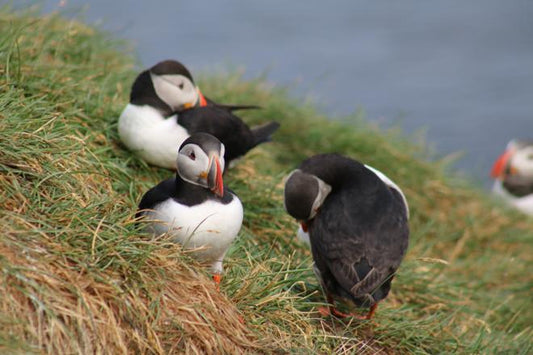 Exclusive Puffin Watching Experience in Reykjavik