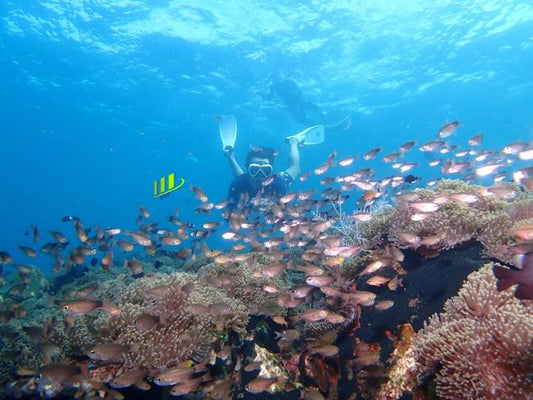 Tulamben Private Snorkeling Safari: Explore the Coral Garden Adventure