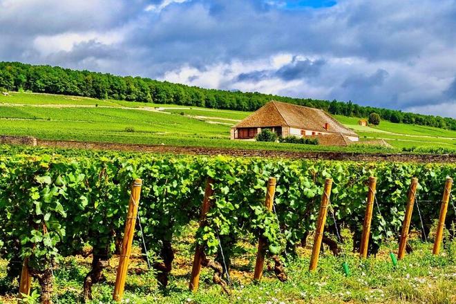 Exclusive Burgundy Wine Tasting Tour: 3 Domaines, Chateau Pommard, Chablis & 15 Varieties - Day Trip from Paris