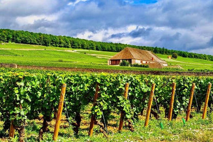 Exclusive Burgundy Wine Tasting Tour: 3 Domaines, Chateau Pommard, Chablis & 15 Varieties - Day Trip from Paris