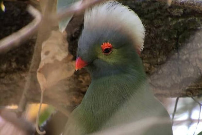 Discover Ethiopia's Bird Paradise: Exclusive Bird Watching Adventure