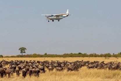 Mara 2-Day Luxury Safari Getaway by Air