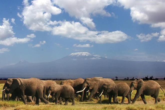 4-Day Safari Adventure: From Diani to Tsavo West, Amboseli, and Tsavo East