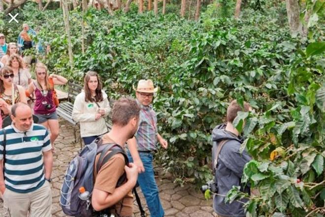 Private Doka Estate Coffee Tour with Grecia and Sarchi Oxcart Factory Visit