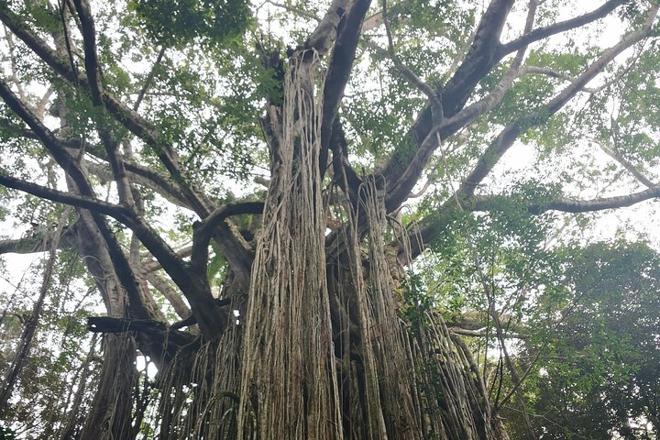Explore Cairns' Hidden Gems: Journey Through Historic Village Herberton and the Enchanting Tablelands