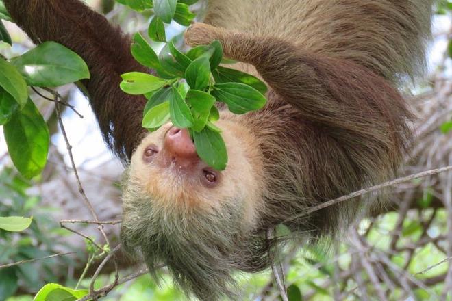 Sloth and Wildlife Rescue Center: A Full-Day Experience from San Jose