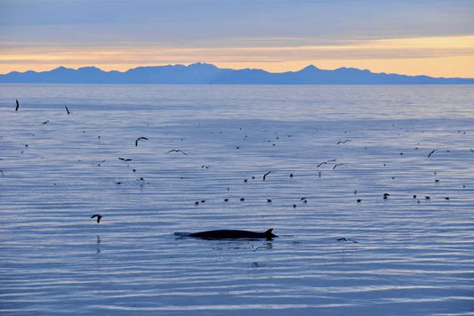 Midnight Sun Whale Watching Adventure in Reykjavík