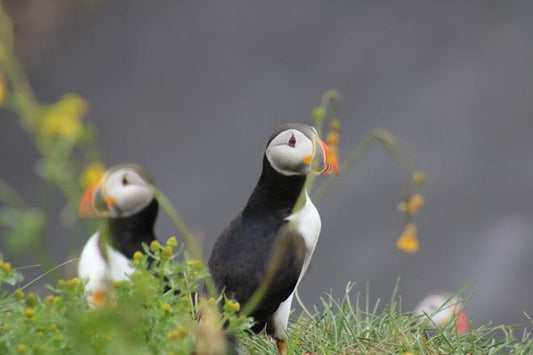 Discover Classic Puffin-Watching Tours in Reykjavík