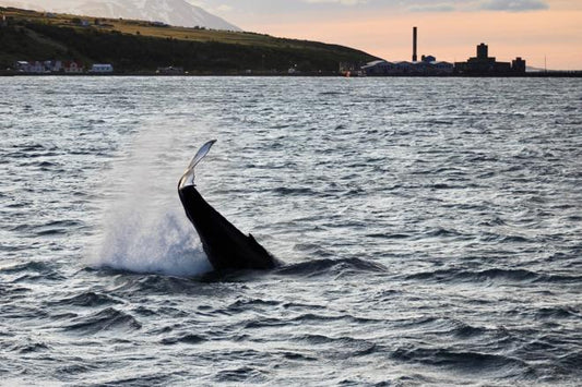 Midnight Sun Whale Watching Adventure in Akureyri