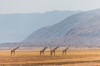 Three-Day Group Safari Adventure in Tanzania