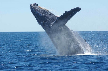 Whale Watching Adventure Cruise Departing from Reykjavik