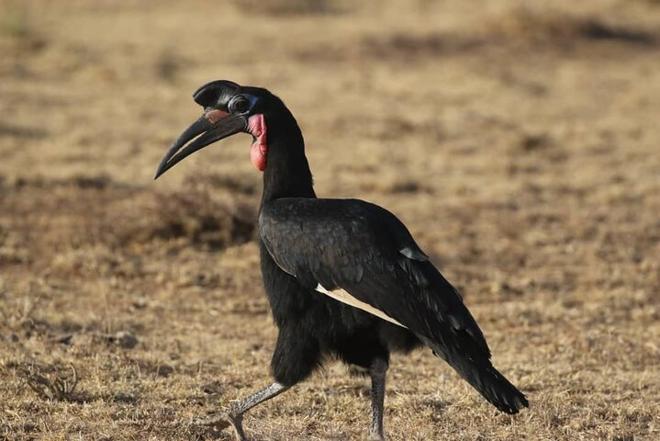 Discover Ethiopia's Bird Paradise: Exclusive Bird Watching Adventure