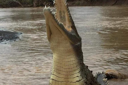 Private Crocodile Safari and Carara National Park Expedition