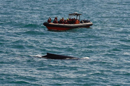 Premium Whale Watching Experience in Reykjavik