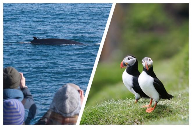 Reykjavik Whale Watching and Puffin Tours