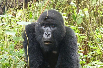 Six-Day Ultimate Rwanda Gorilla and Chimpanzee Adventure Safari