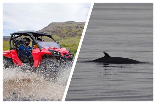 Reykjavik Whale Watching and Buggy Adventure Tour