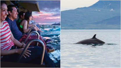 Whale Watching Adventure and FlyOver Iceland Experience